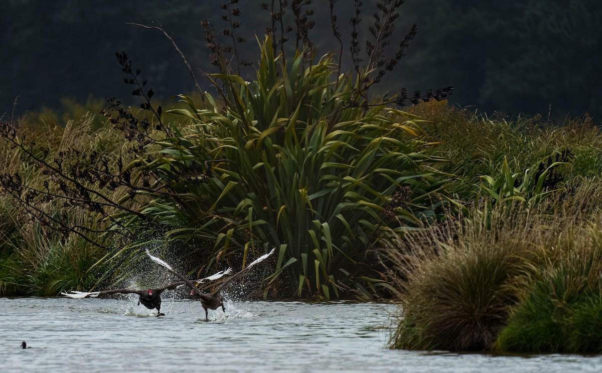 Schwarzschwan - ML651784829