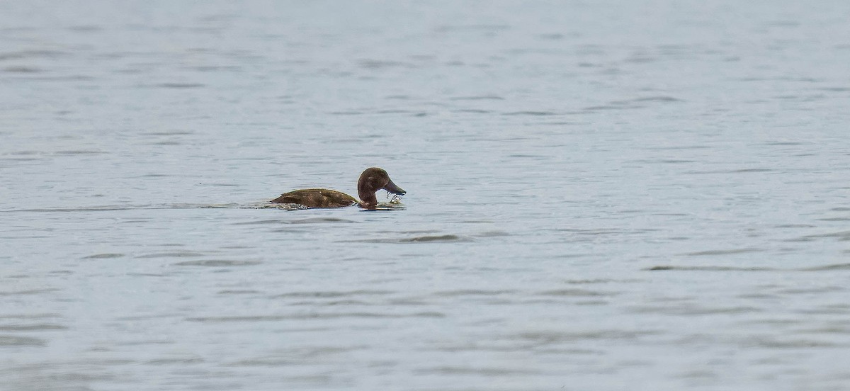 Maoriente - ML651784848