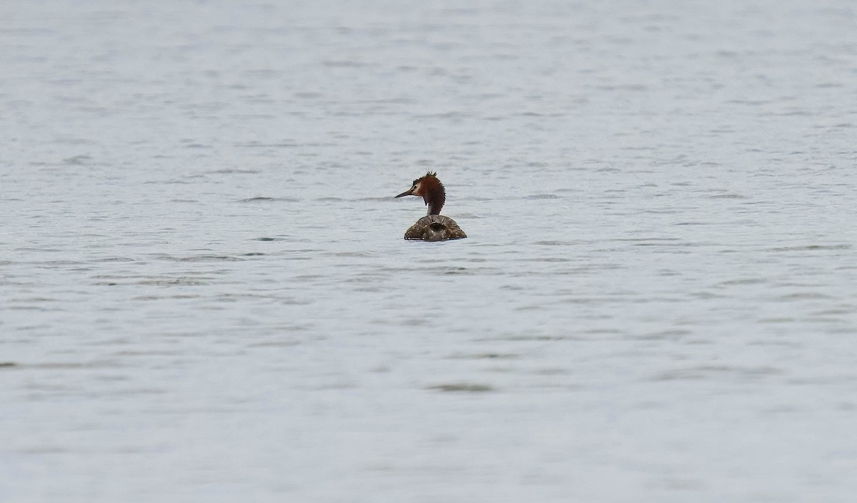 Haubentaucher - ML651784853