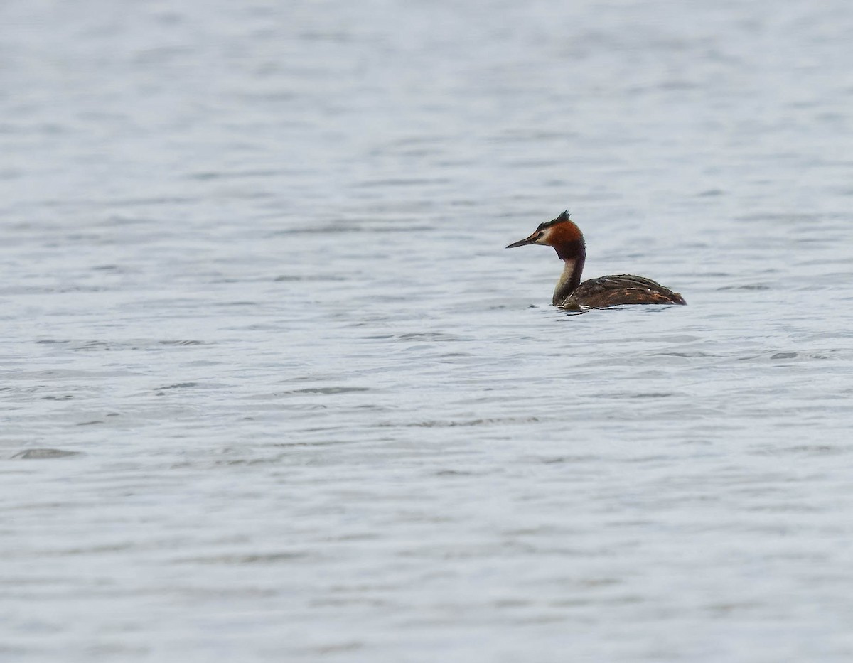 Haubentaucher - ML651784854