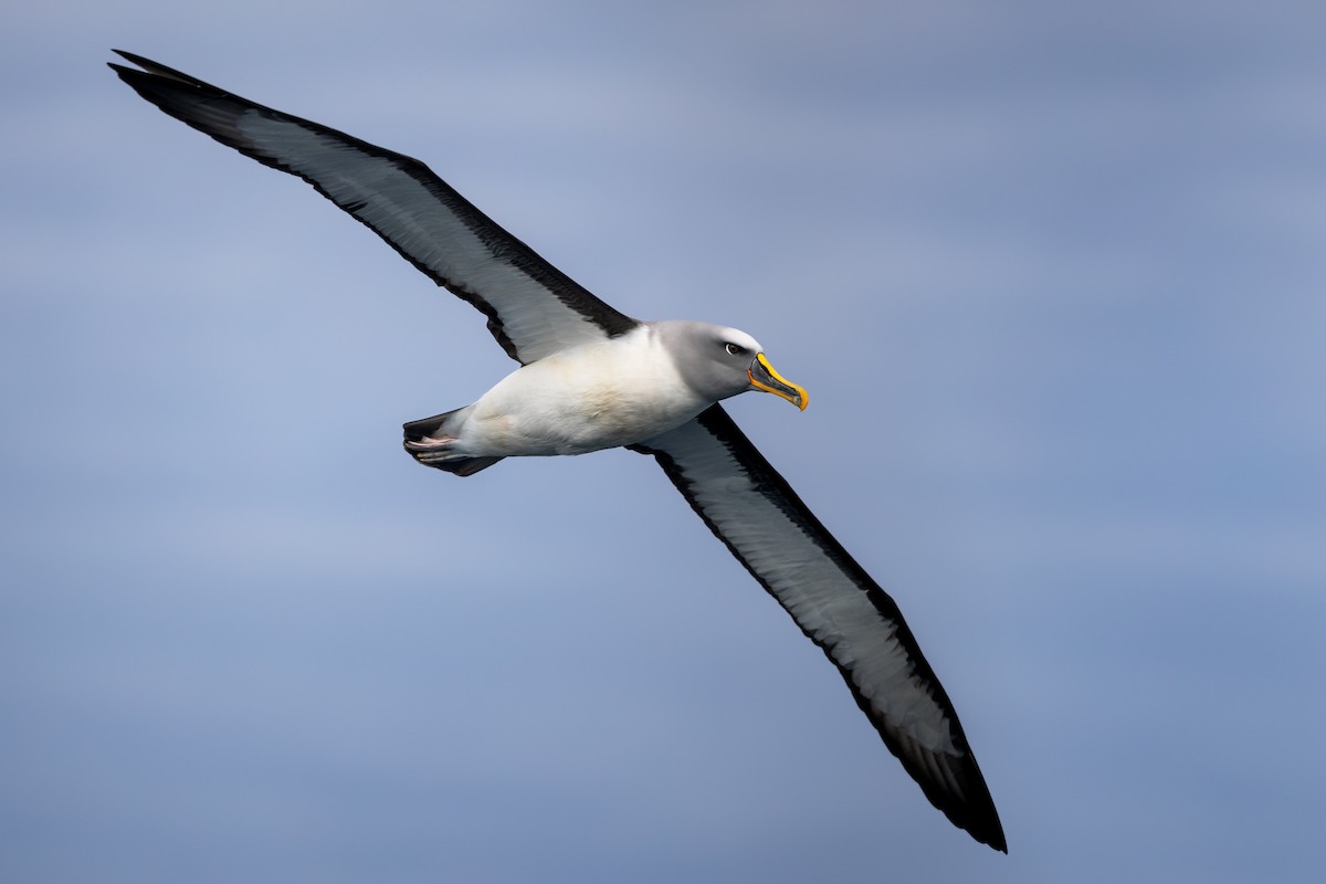 Buller's Albatross - ML651785333