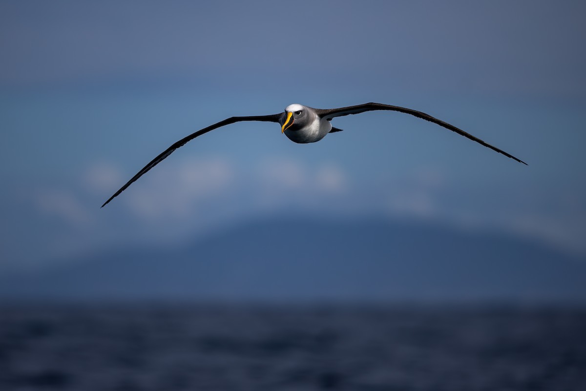 Buller albatrosa - ML651785519