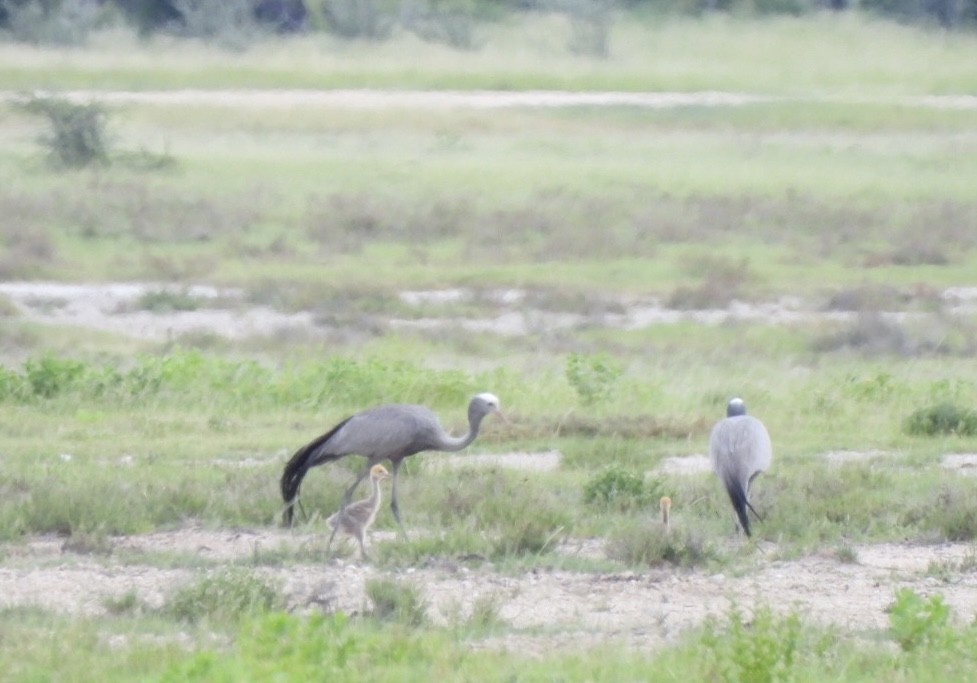 Blue Crane - ML651785606