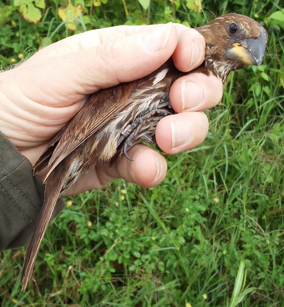 Grosbeak Weaver - ML651785652