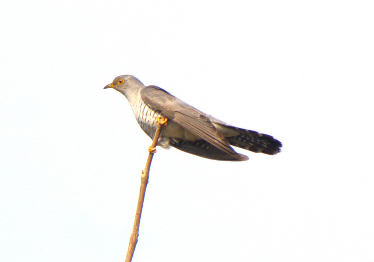 Common Cuckoo - ML651785744