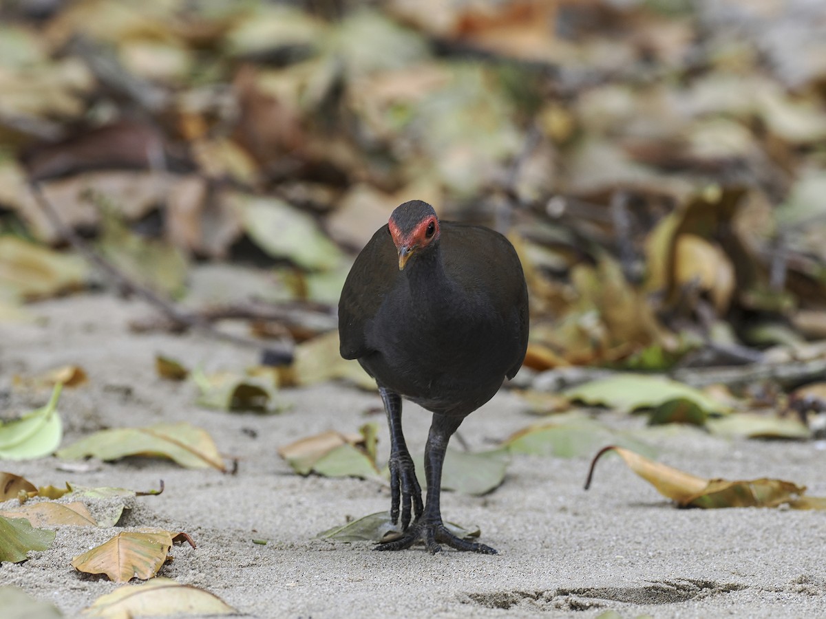Philippine Megapode - ML651785887