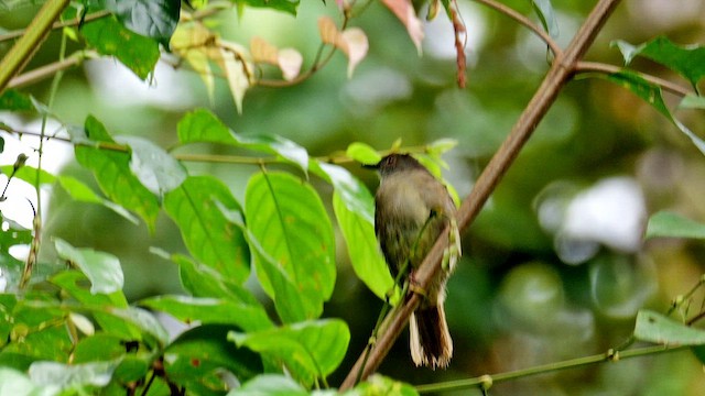 Gözlüklü Arapbülbülü - ML651786659