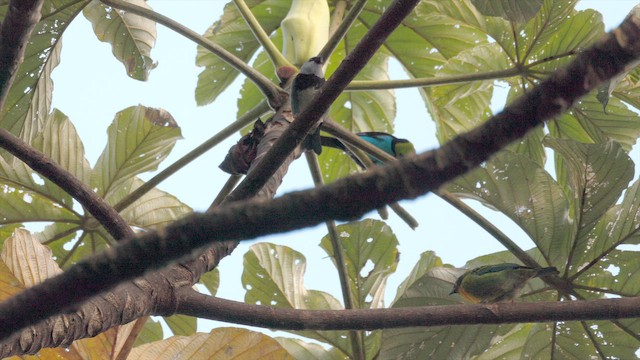 Calliste masqué - ML651787256