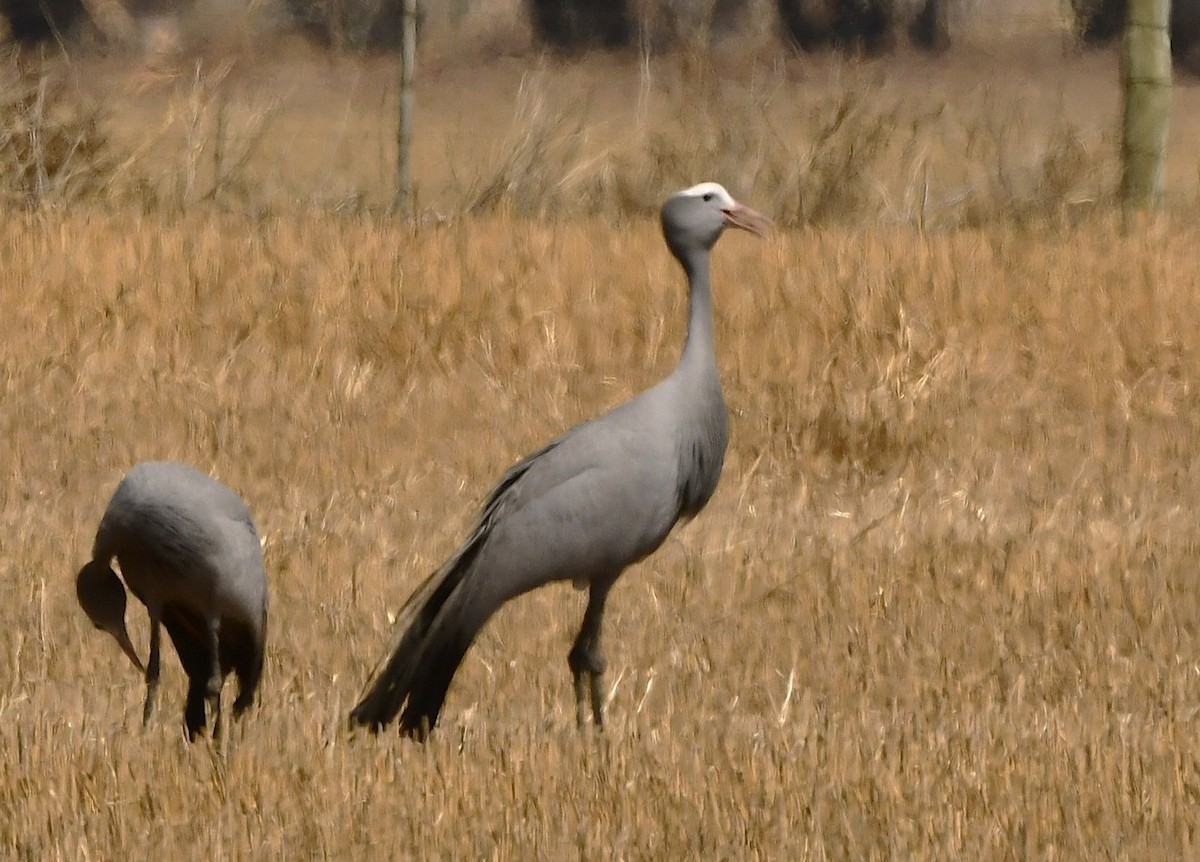Blue Crane - ML651787558
