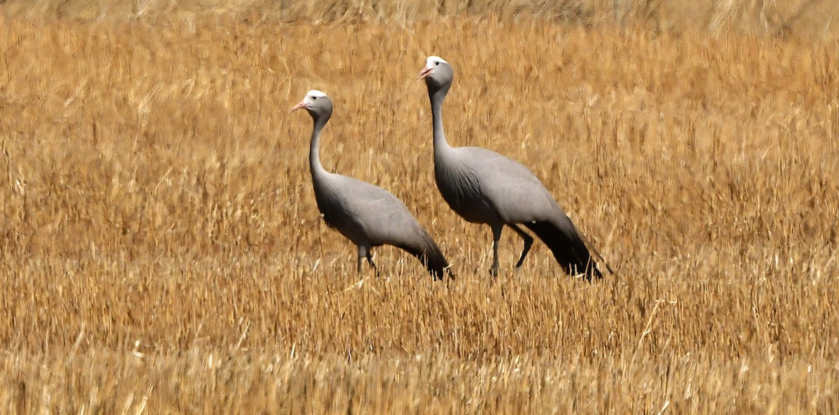 Blue Crane - ML651787566