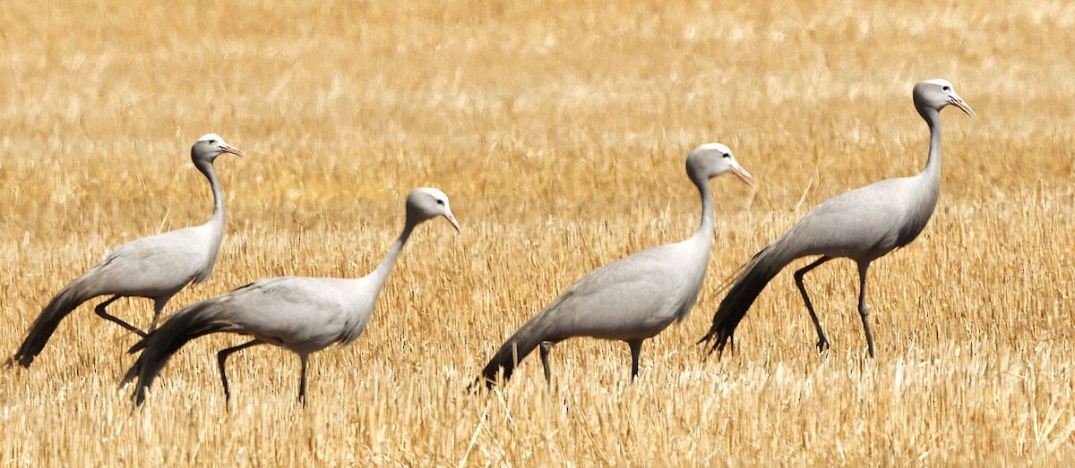 Blue Crane - ML651787568