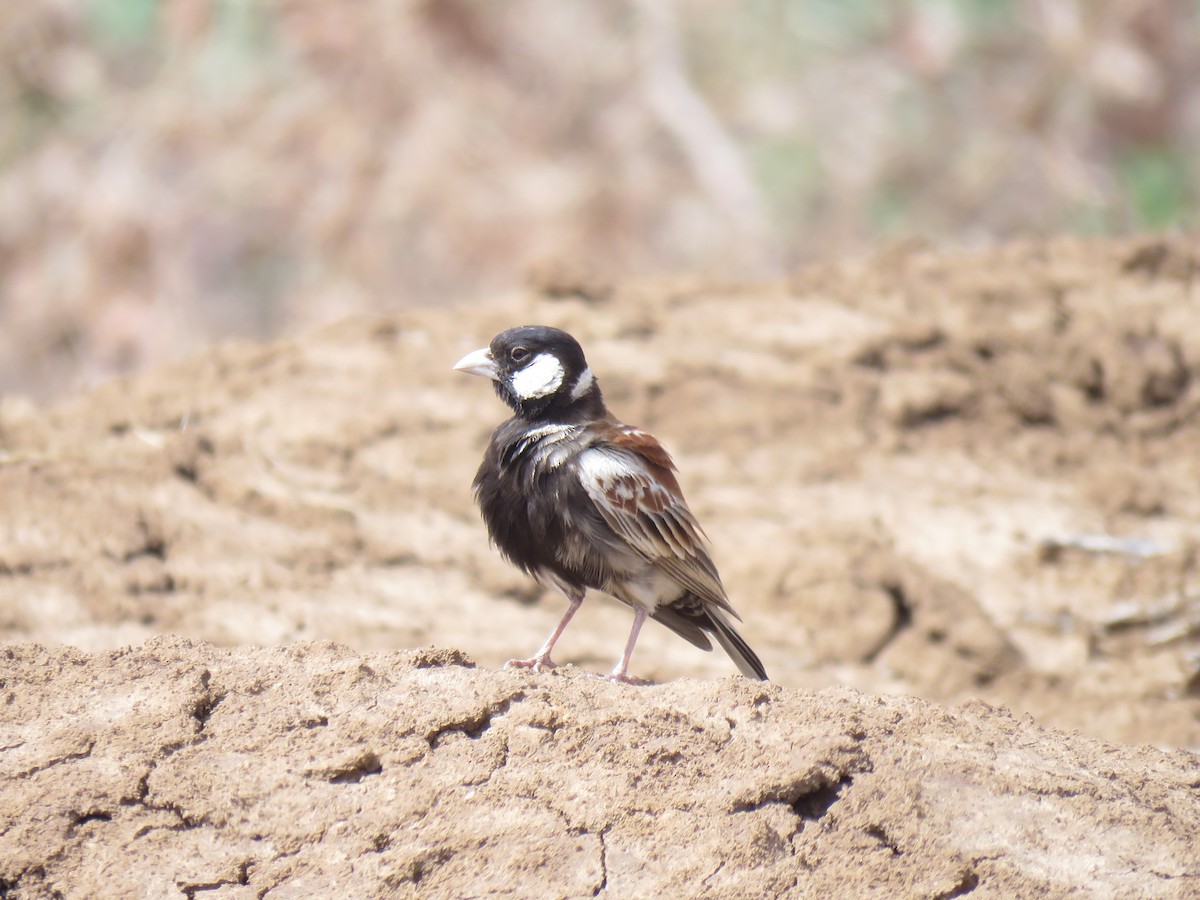 skřivan bělouchý - ML651788013