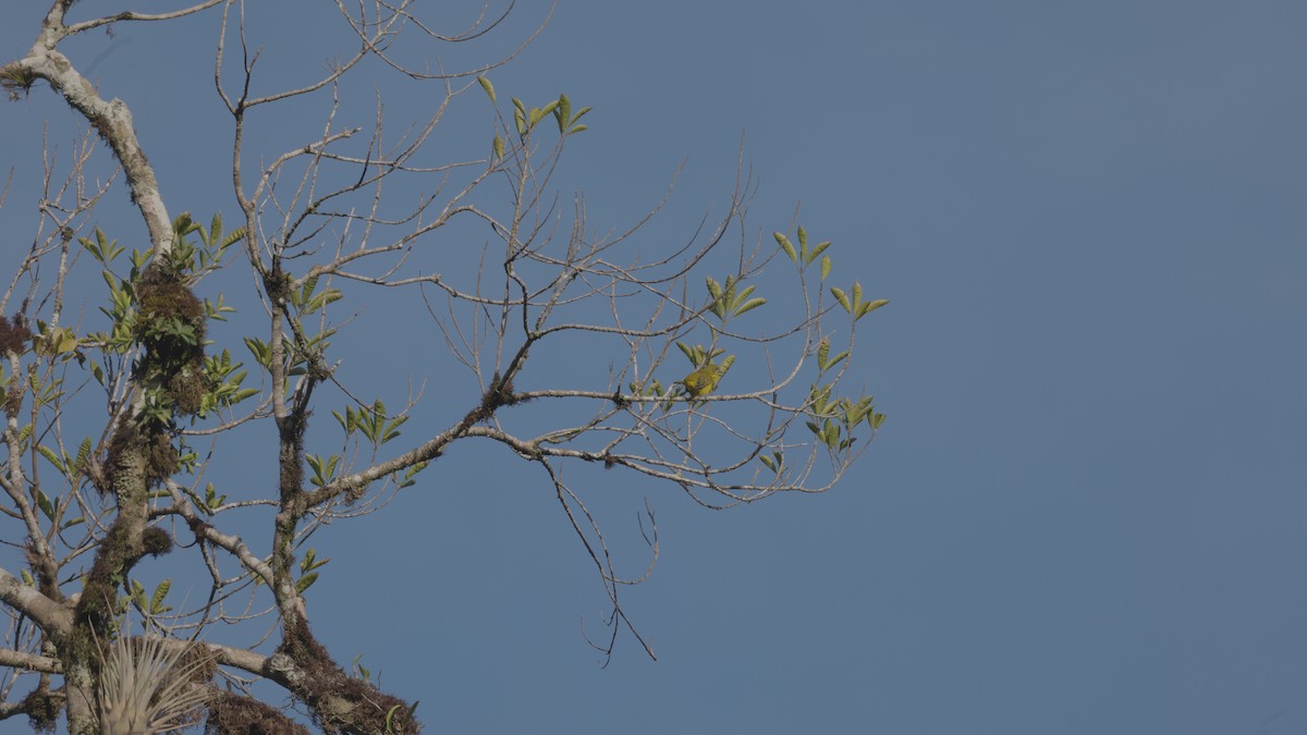 Organiste fardé - ML651788058