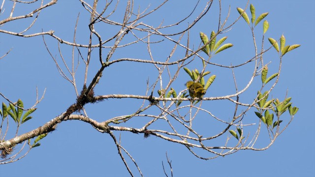 Organiste fardé - ML651788064