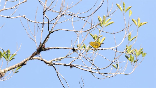 Organiste fardé - ML651788065