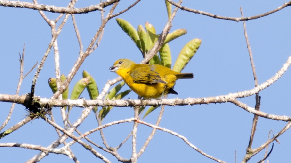 Organiste fardé - ML651788191