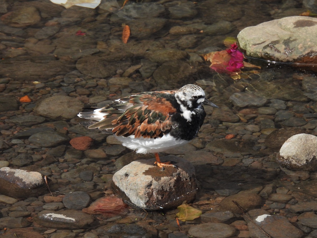 꼬까도요 - ML651788813