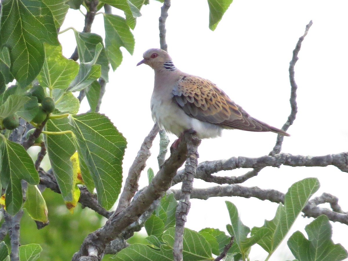 European Turtle-Dove - ML65178941