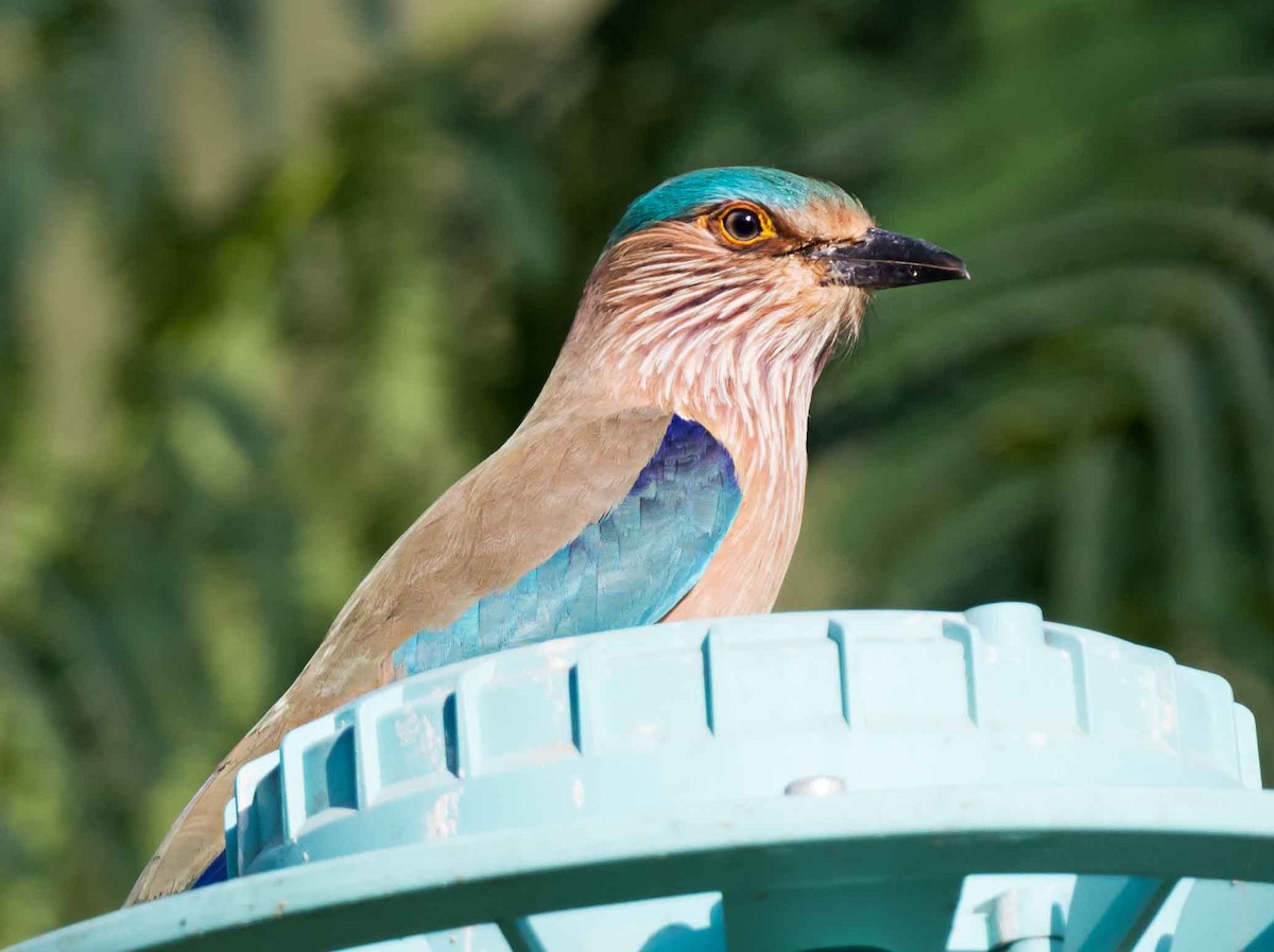 Indian Roller - ML651789818