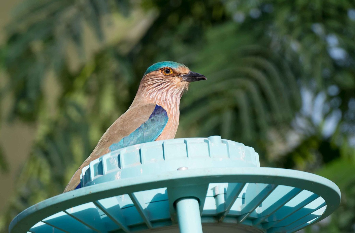 Indian Roller - ML651789820