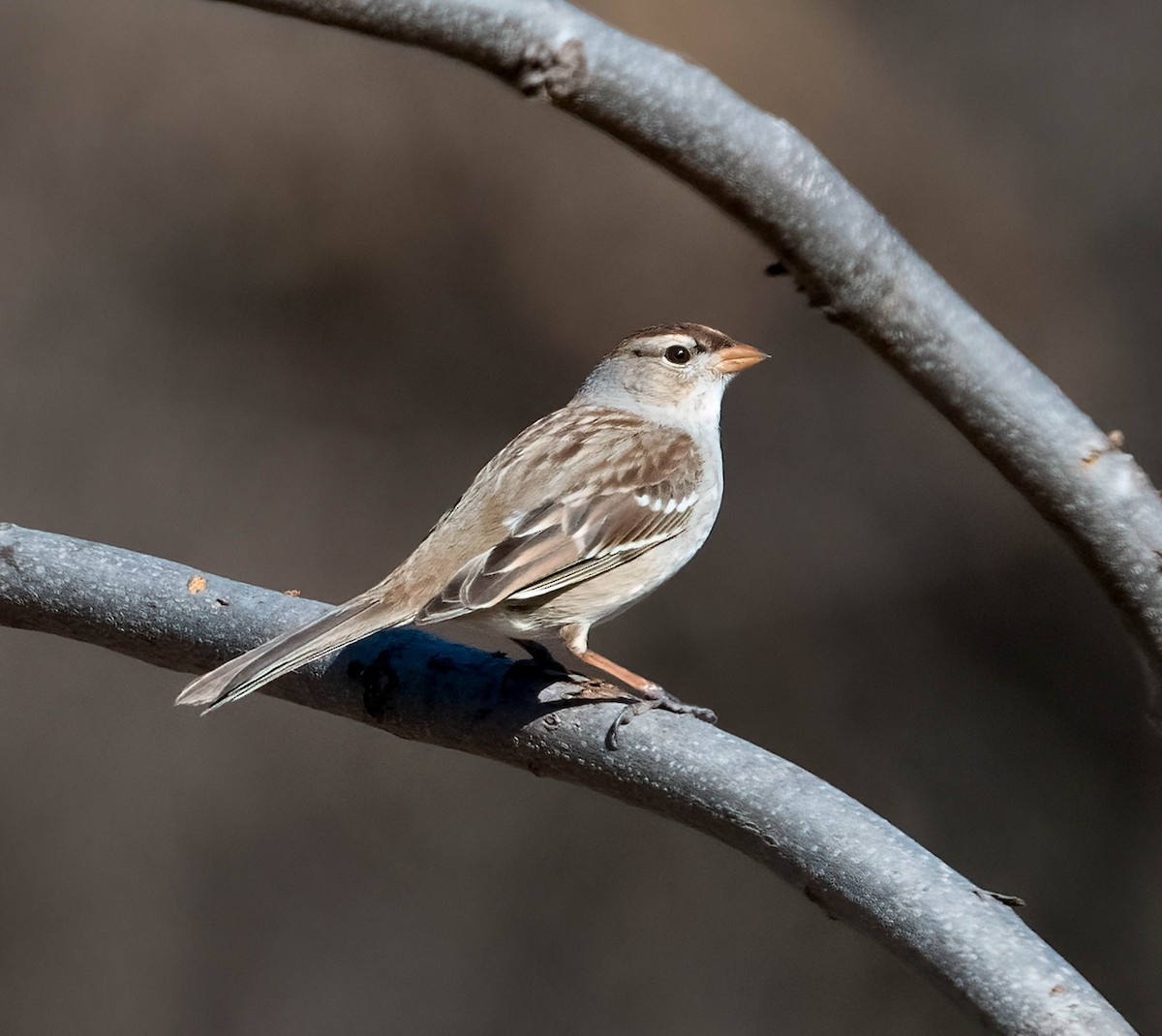 White-crowned Sparrow - ML651790024