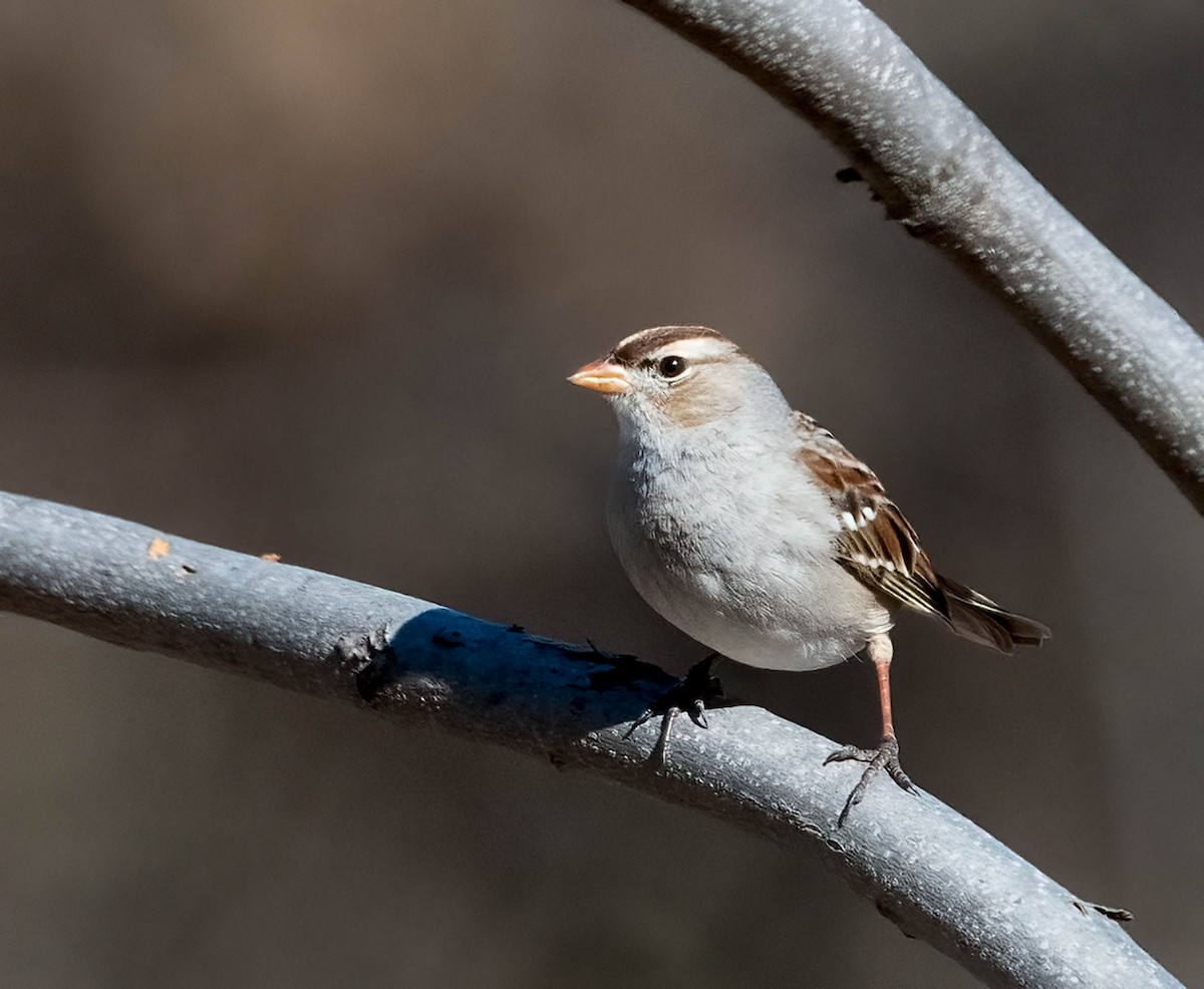 White-crowned Sparrow - ML651790025