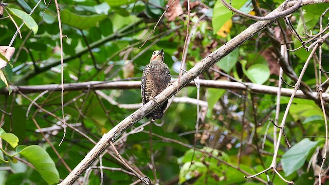 ヒメカレハゲラ - ML651790066