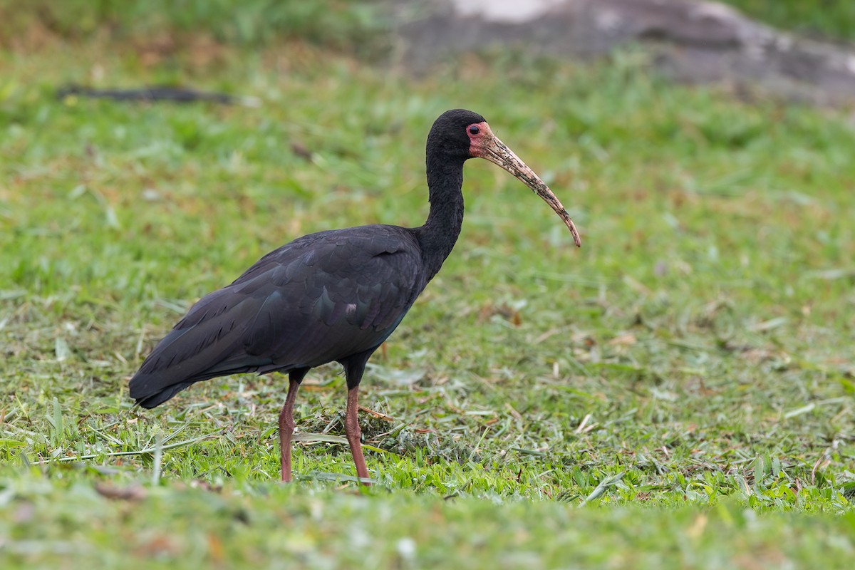 rødmaskeibis - ML651790118