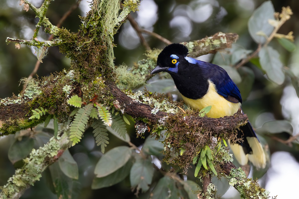 plysjskrike - ML651790119