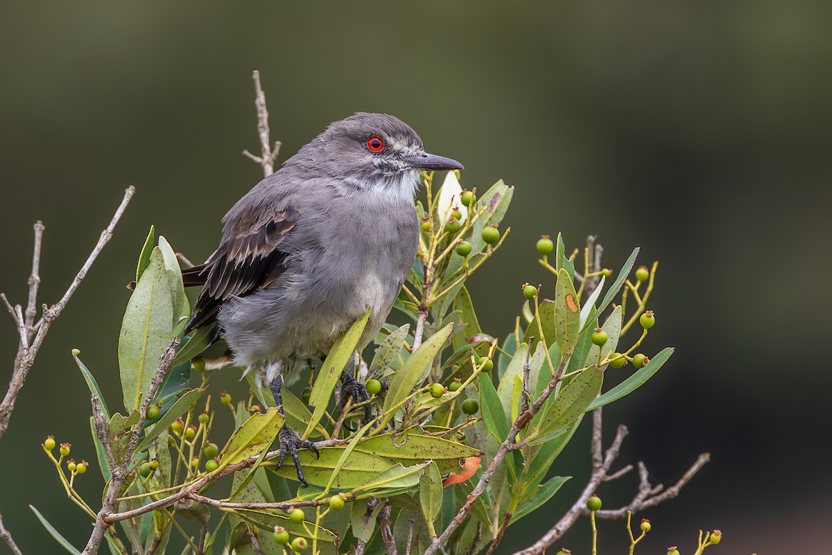 gråtyrann - ML651790137