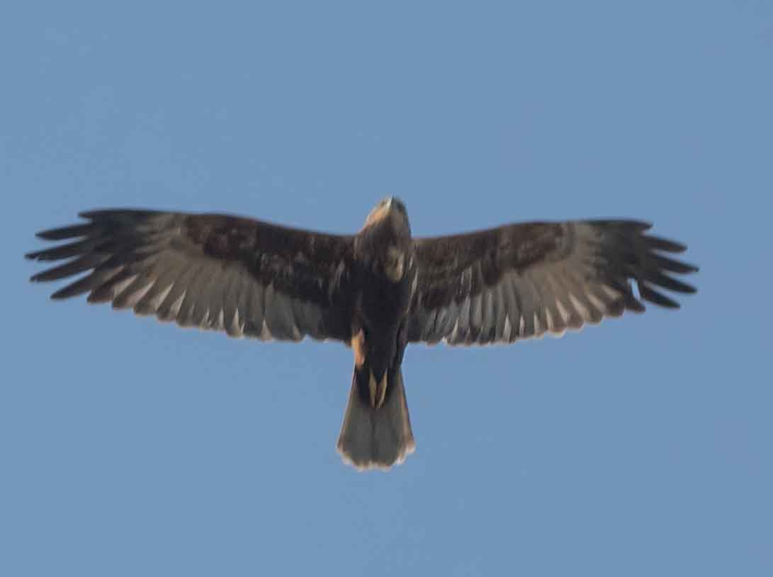 西方澤鵟 - ML651790201