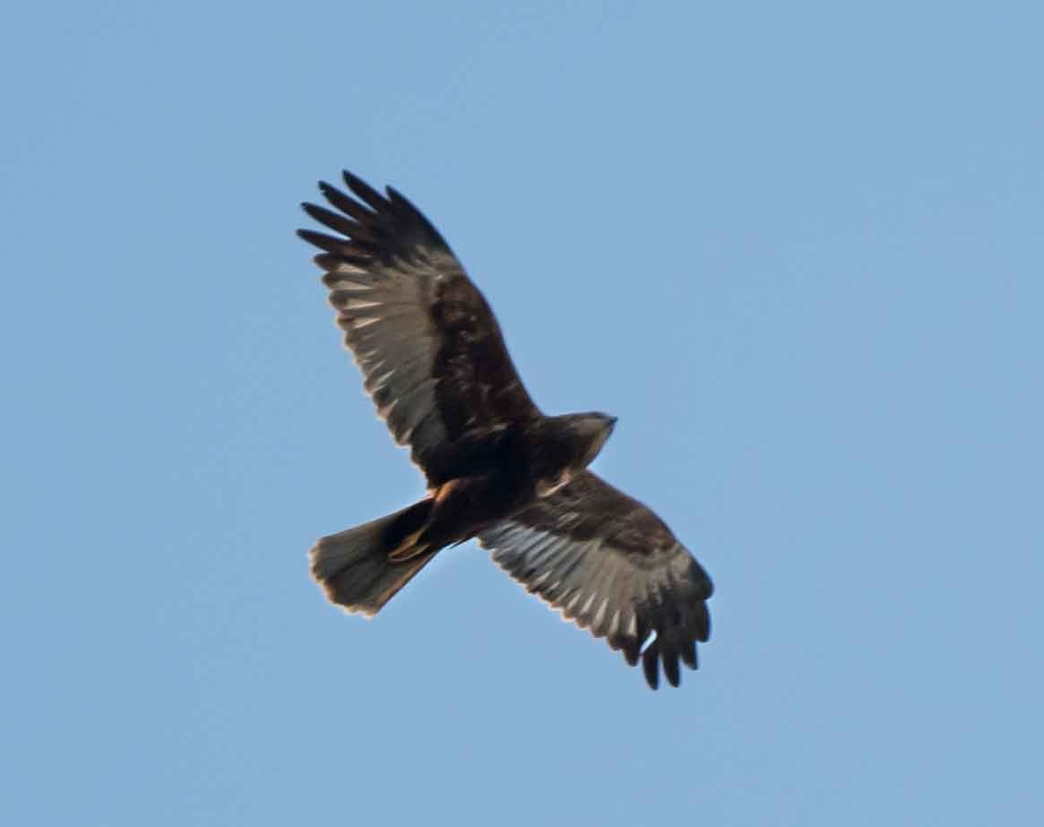 西方澤鵟 - ML651790202