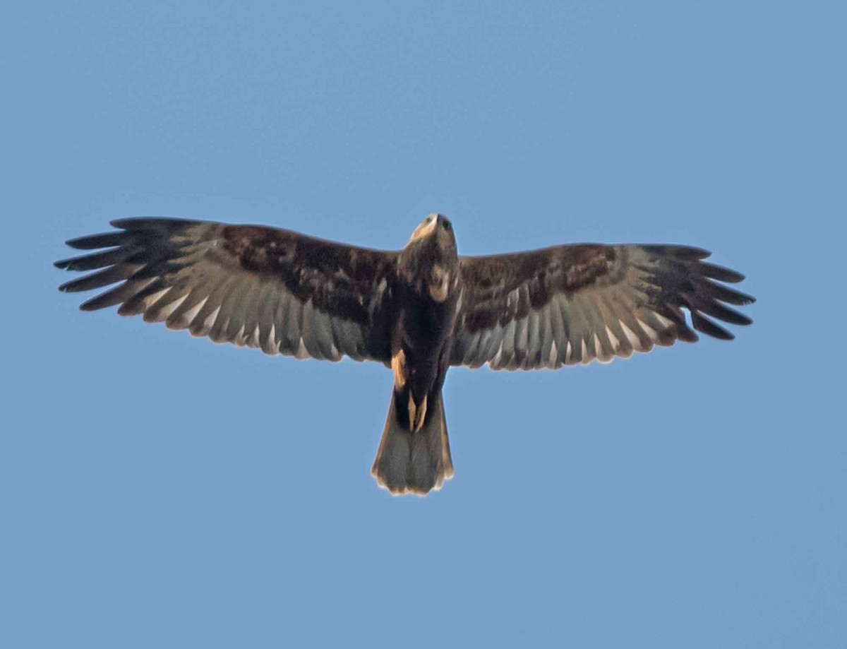 西方澤鵟 - ML651790204