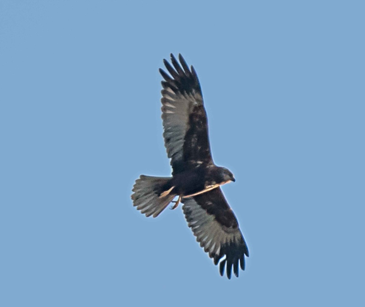 西方澤鵟 - ML651790314