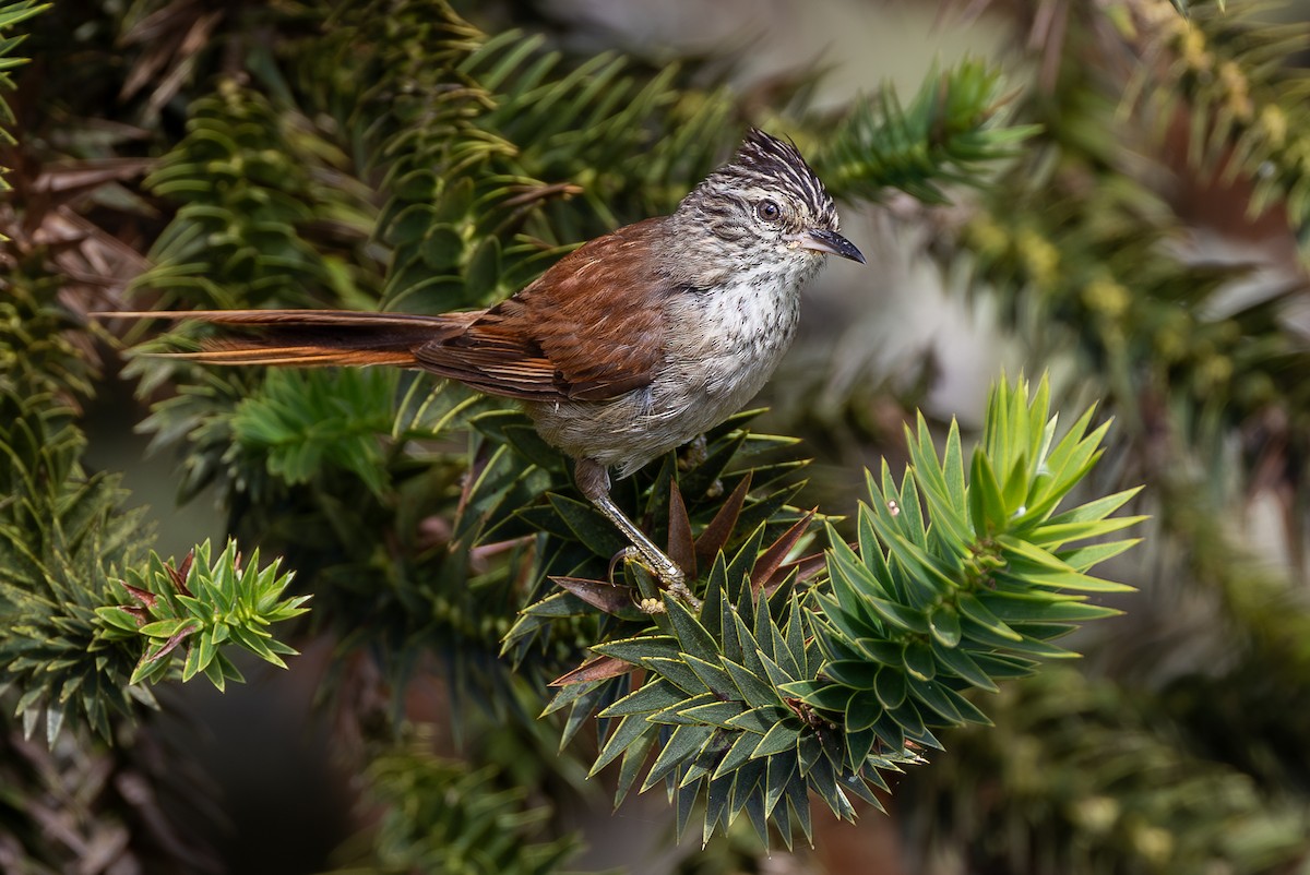 araucarianålstjert - ML651790352