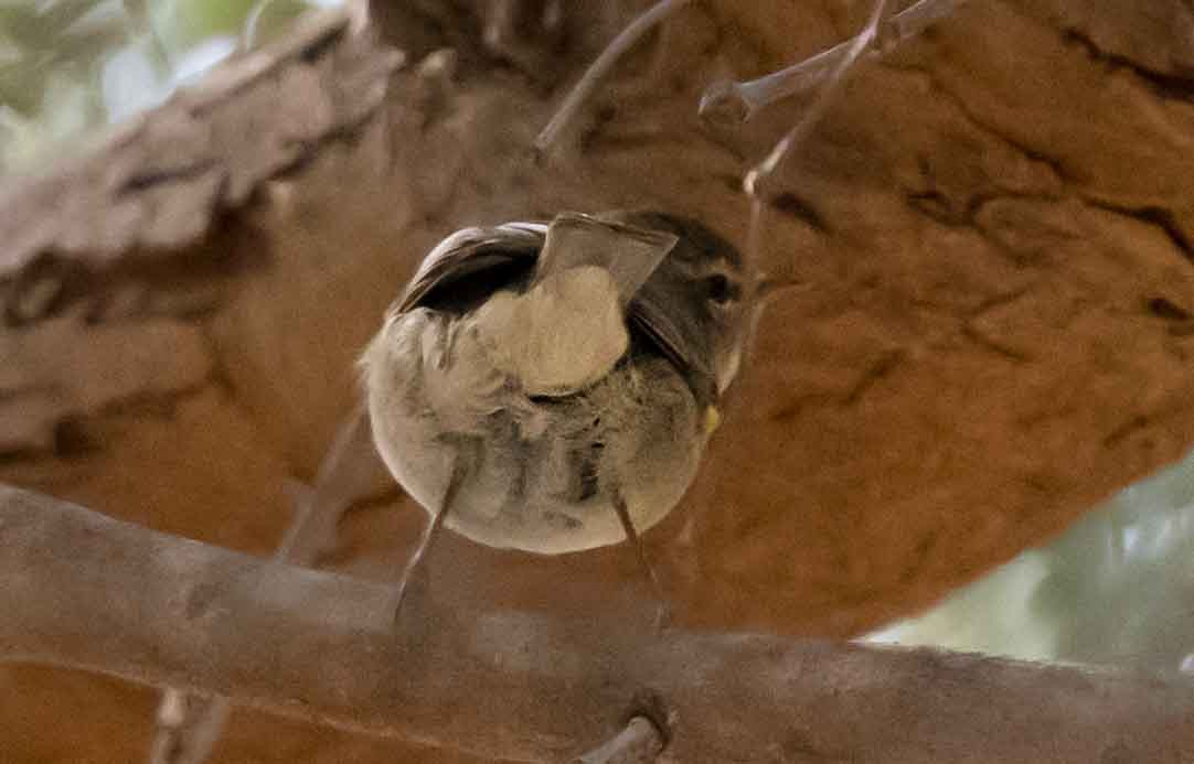 嘰喳柳鶯 - ML651790503