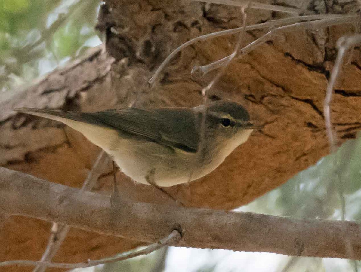 嘰喳柳鶯 - ML651790504