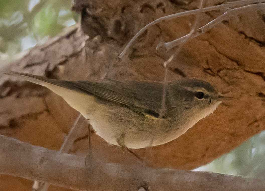 嘰喳柳鶯 - ML651790505