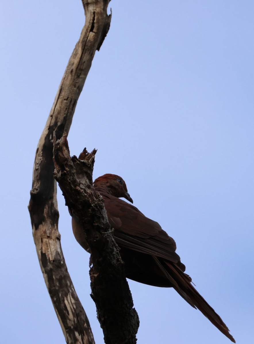 eBird Checklist - 24 Feb 2026 - Lamington National Park--Python Rock ...