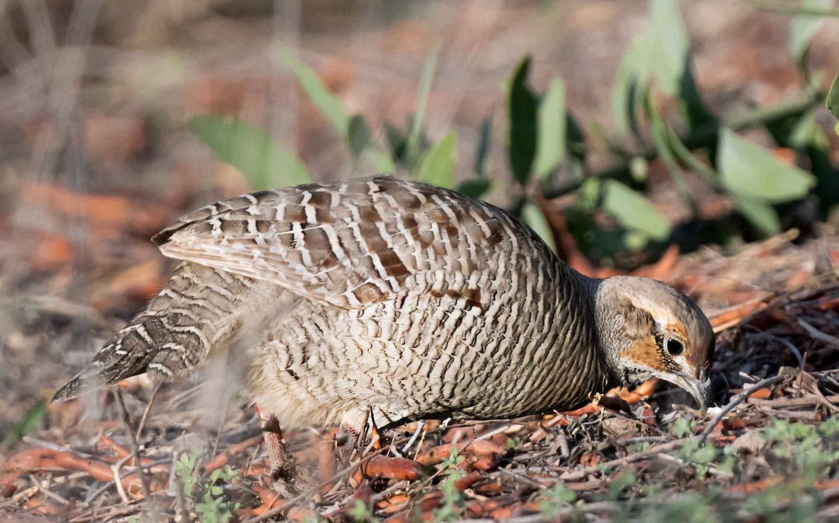 Gray Francolin - ML651791157