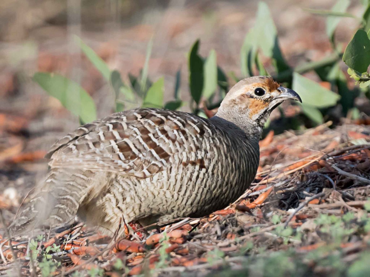 Gray Francolin - ML651791158