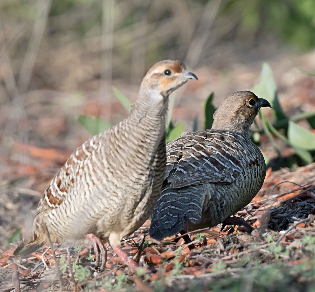 Gray Francolin - ML651791159