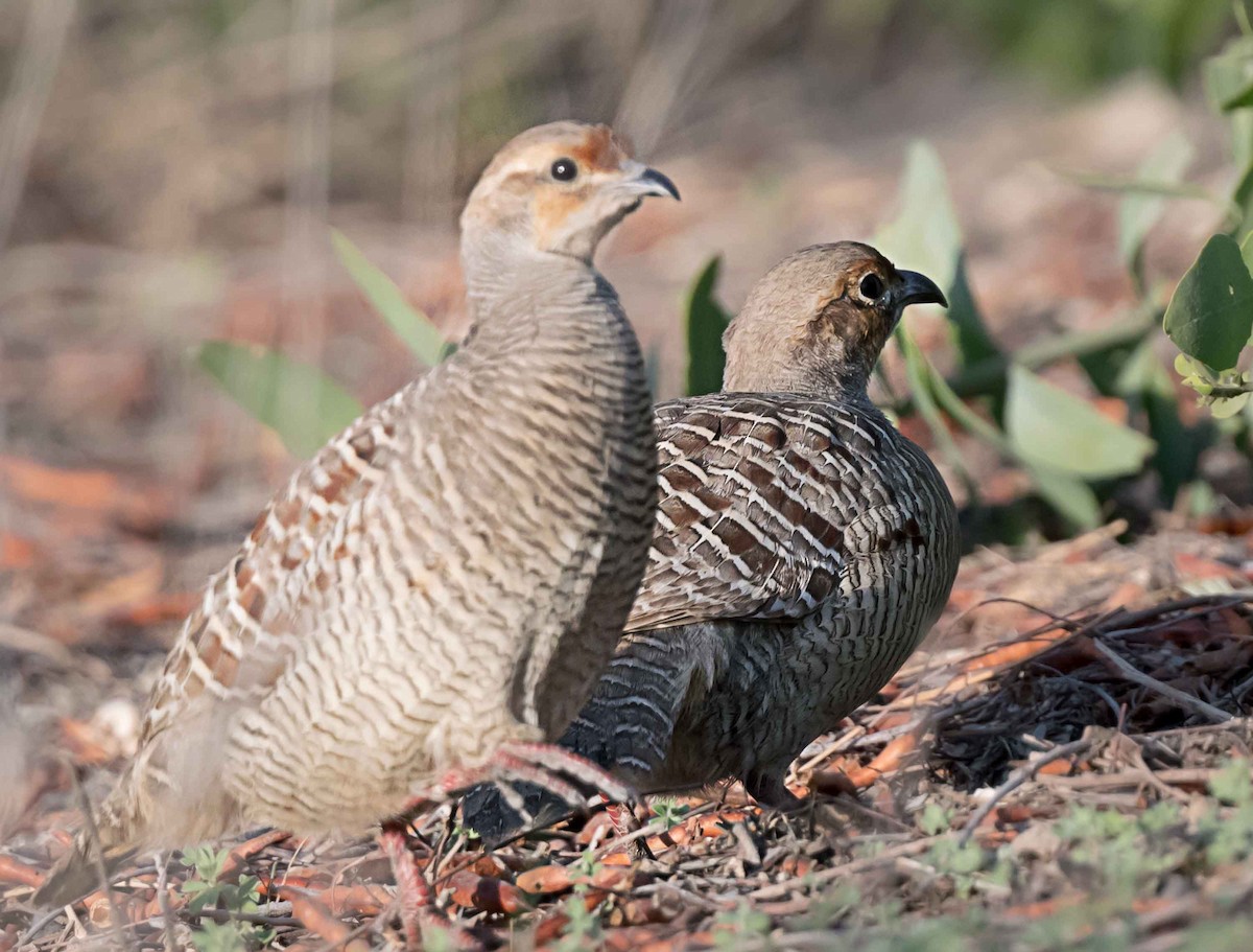 Gray Francolin - ML651791160