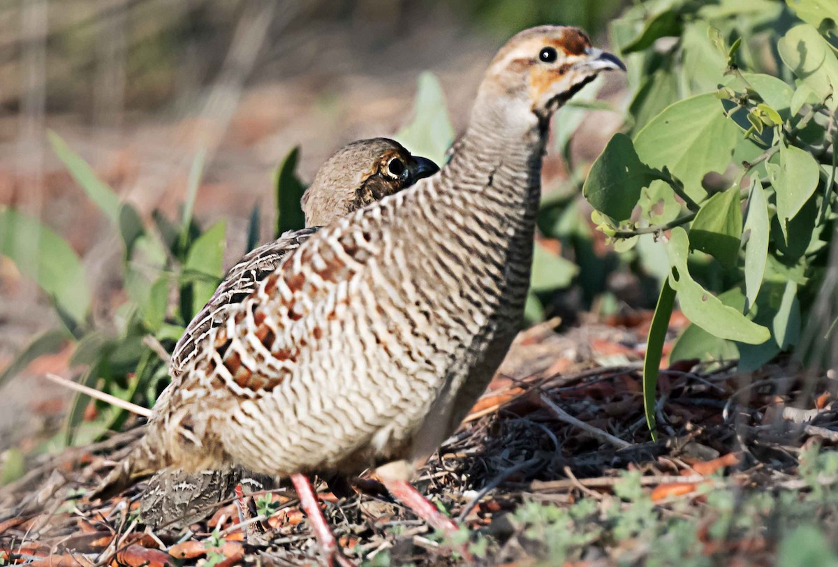 Gray Francolin - ML651791161