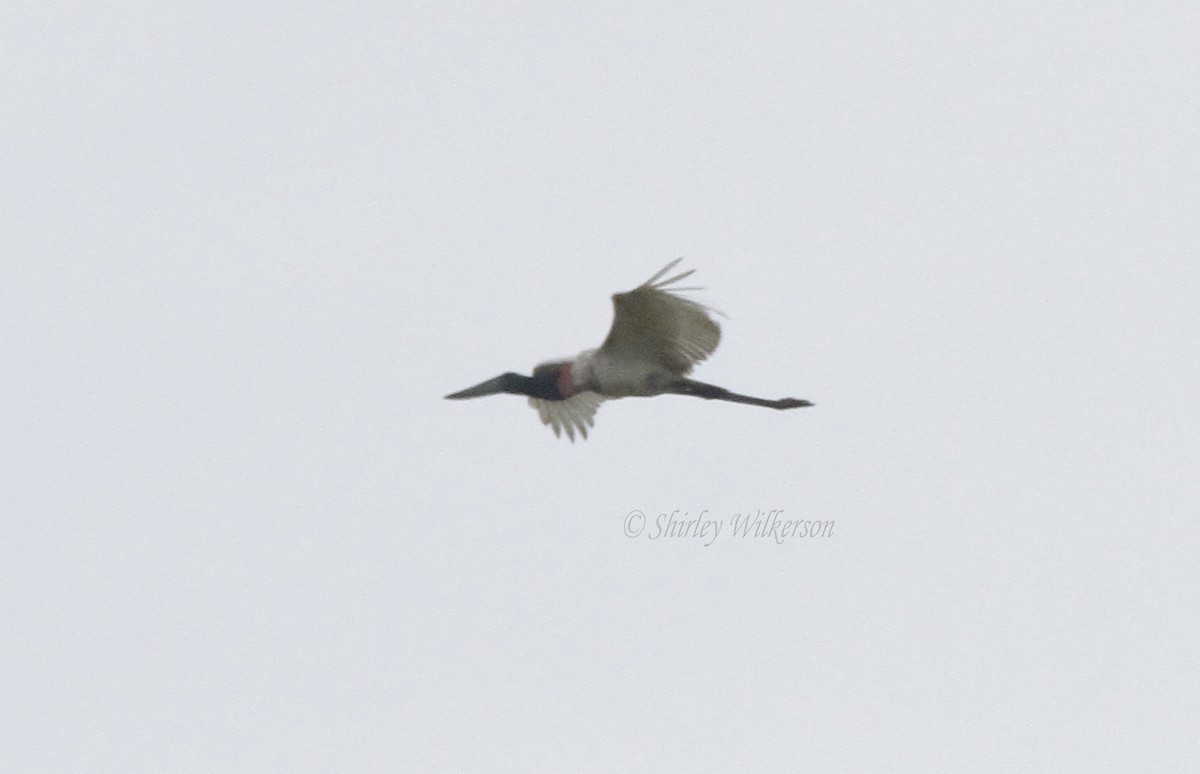 Jabiru - Shirley Wilkerson