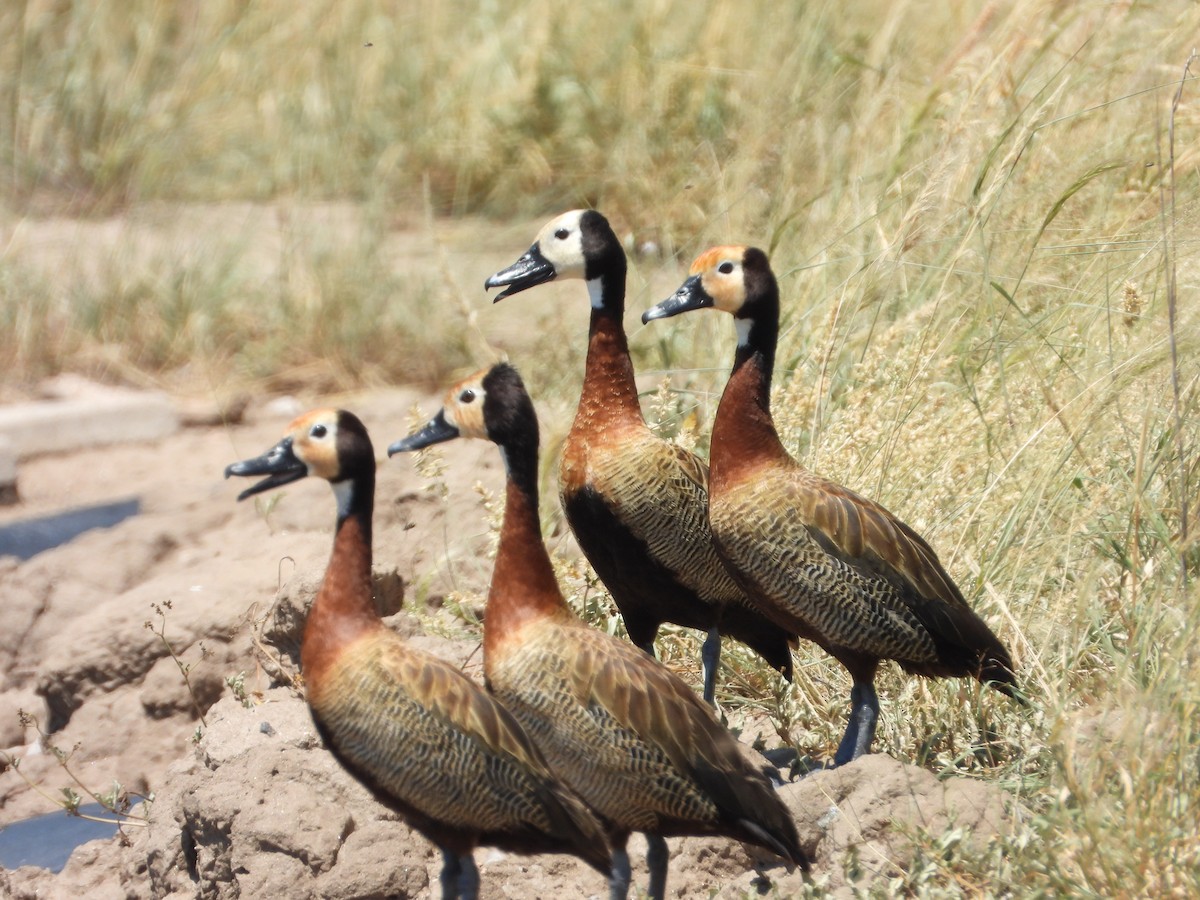 Свистач білоголовий - ML651791570