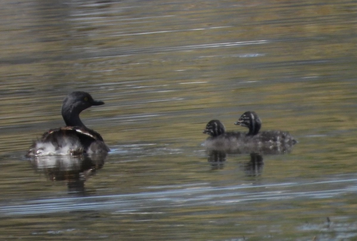 Пірникоза домініканська - ML651791579