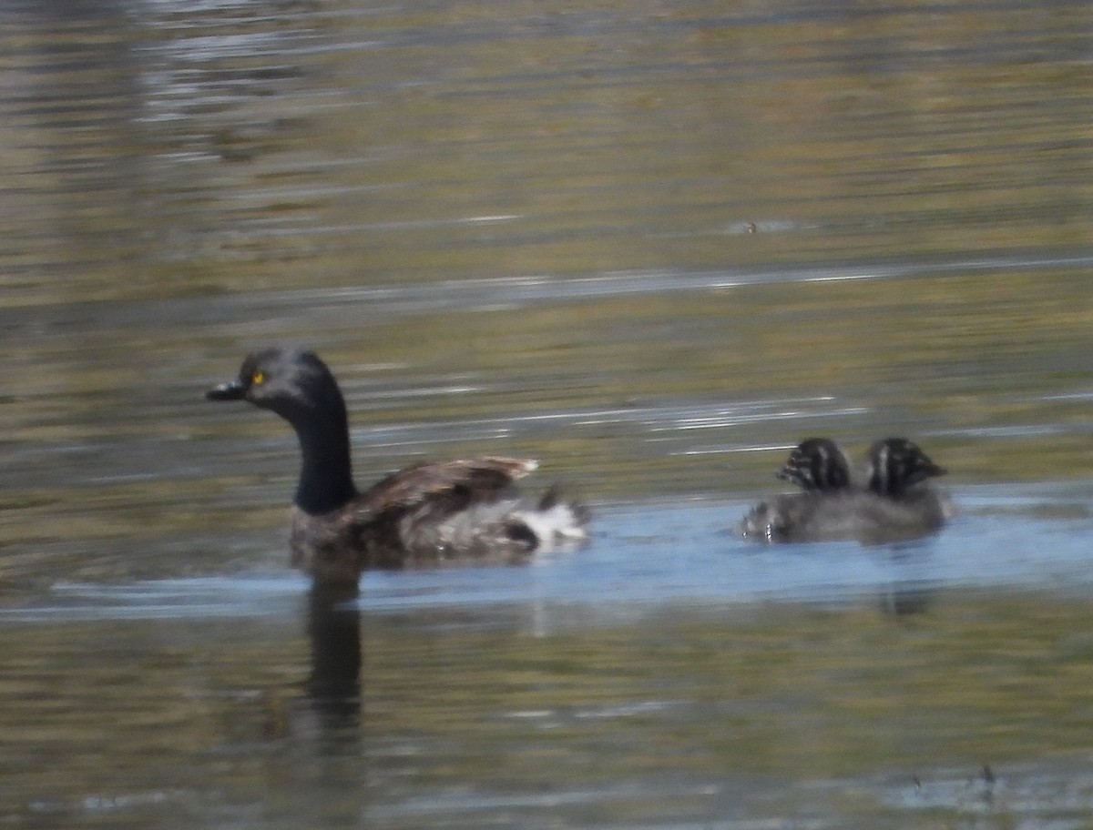 Пірникоза домініканська - ML651791580