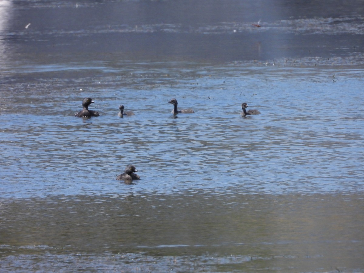 Пірникоза домініканська - ML651791581