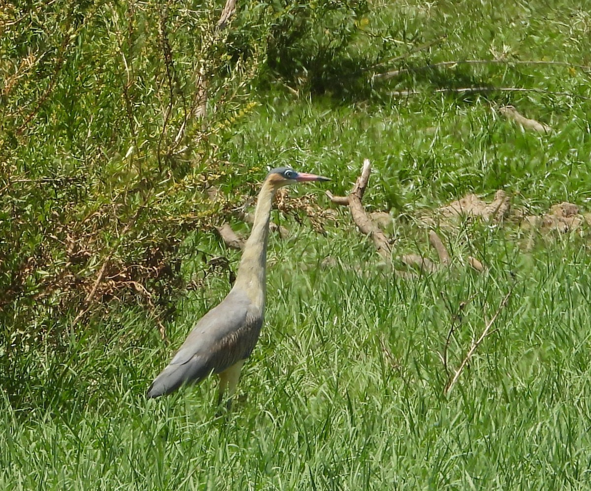 Чапля-свистун - ML651791603